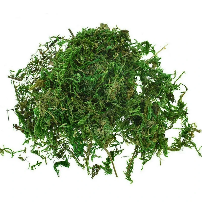 Sphagnum Moss Dry - Vase de plantes décoratives en vraie