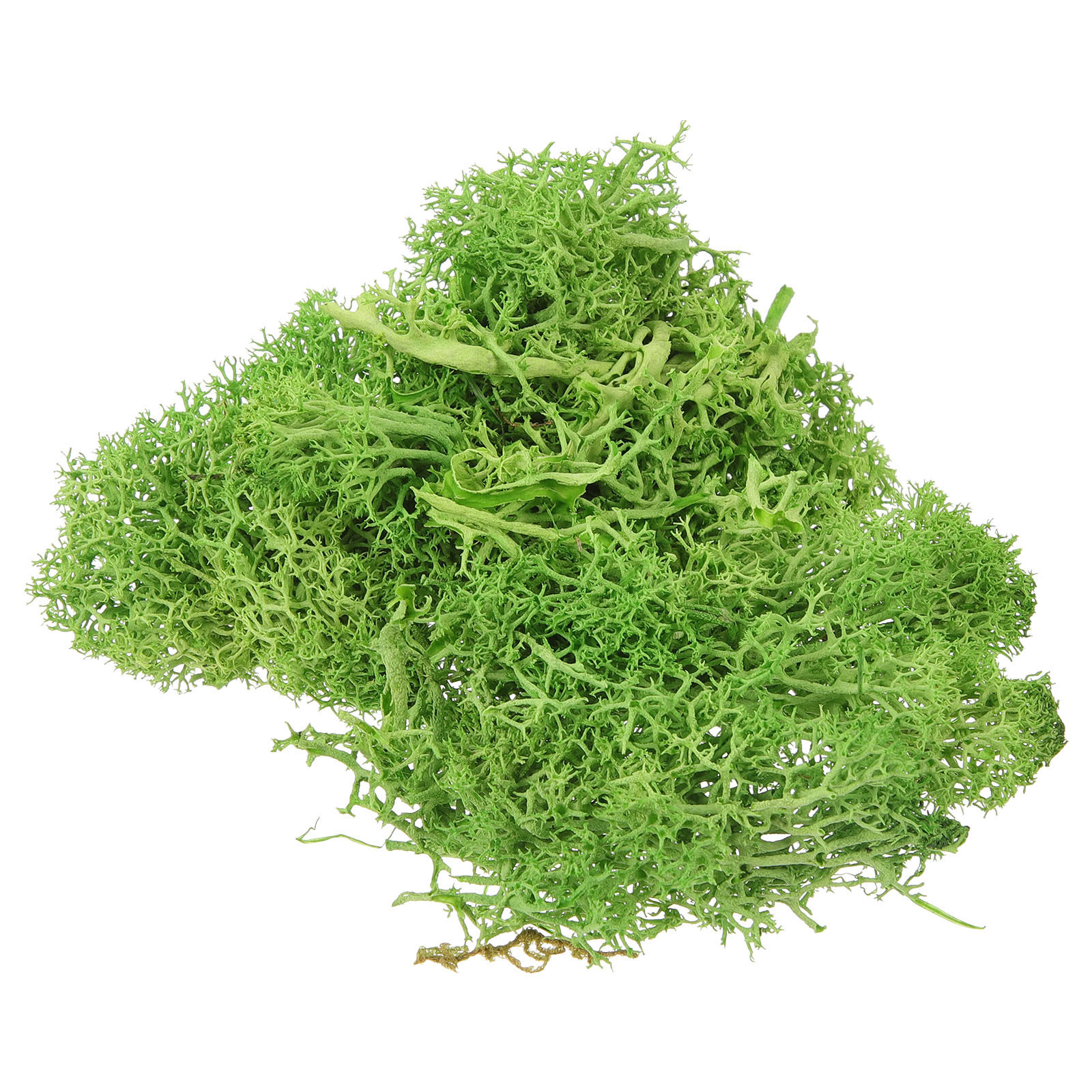 Mousse artificielle brune en s - Sphagnum Moss Dry avis et prix