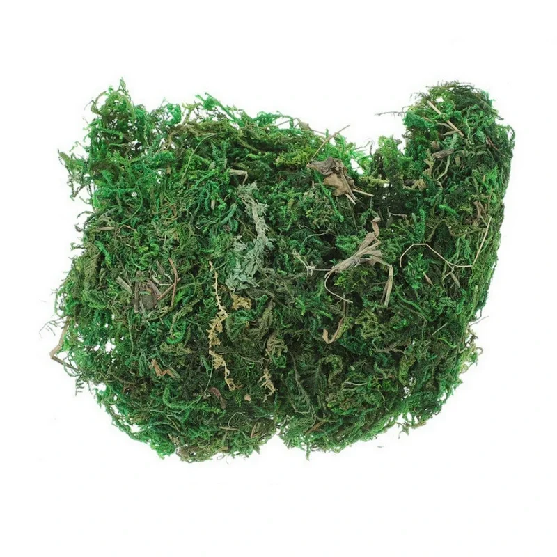 Vase de plantes décoratives en - Sphagnum Moss Dry avis et prix