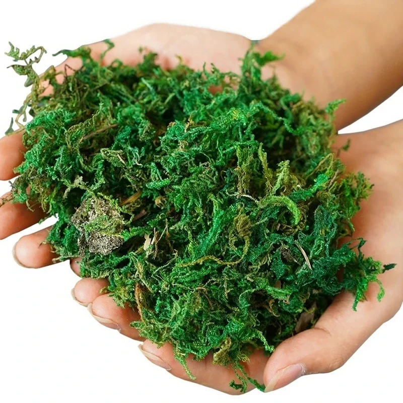 Vase de plantes décoratives en - Sphagnum Moss Dry avis et prix
