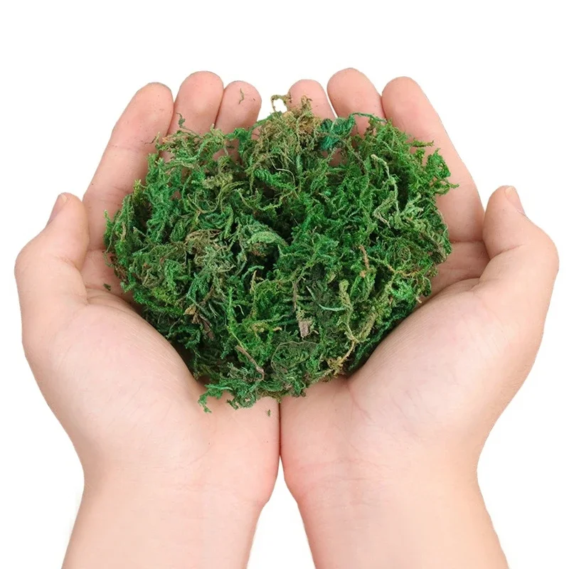 Vase de plantes décoratives en - Sphagnum Moss Dry avis et prix
