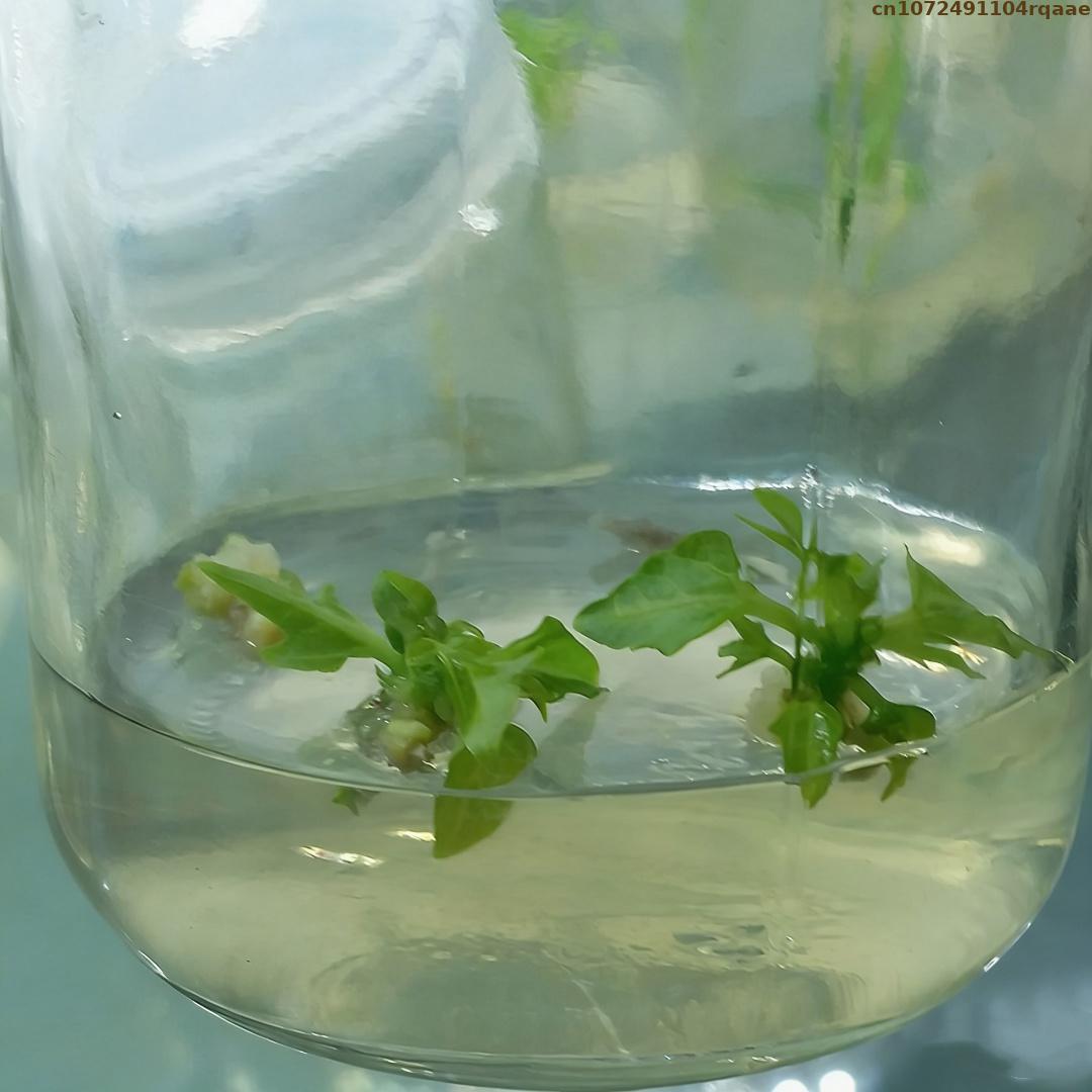 Poudre d'agar de qualité supér - Agar Tissue Culture avis et prix