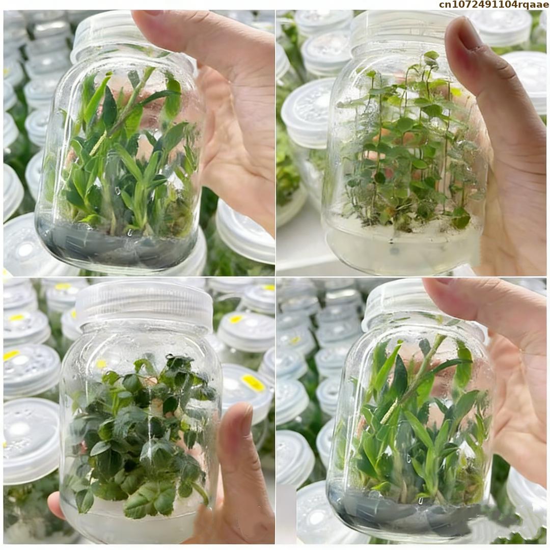Poudre d'agar de qualité supér - Agar Tissue Culture avis et prix