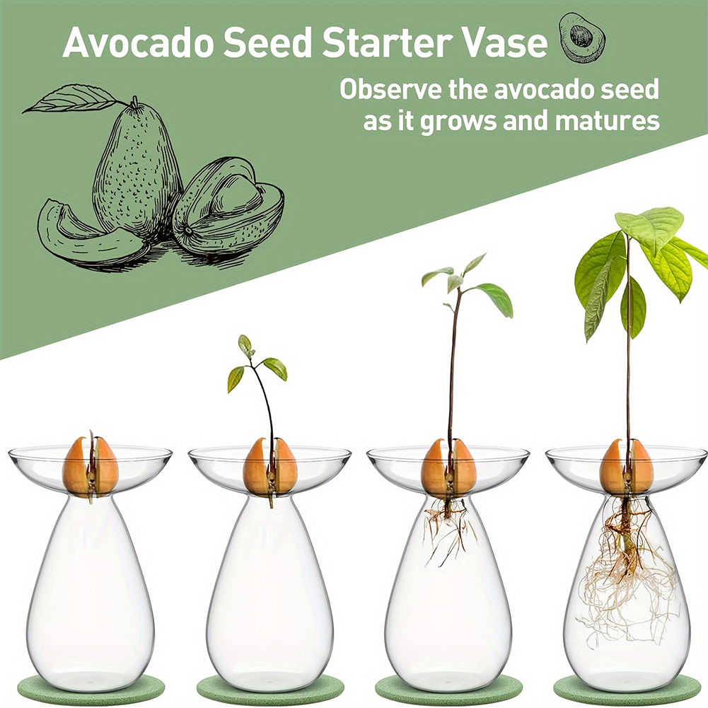 Vase hydroponique transparent  - Propagation Station Vase avis et prix
