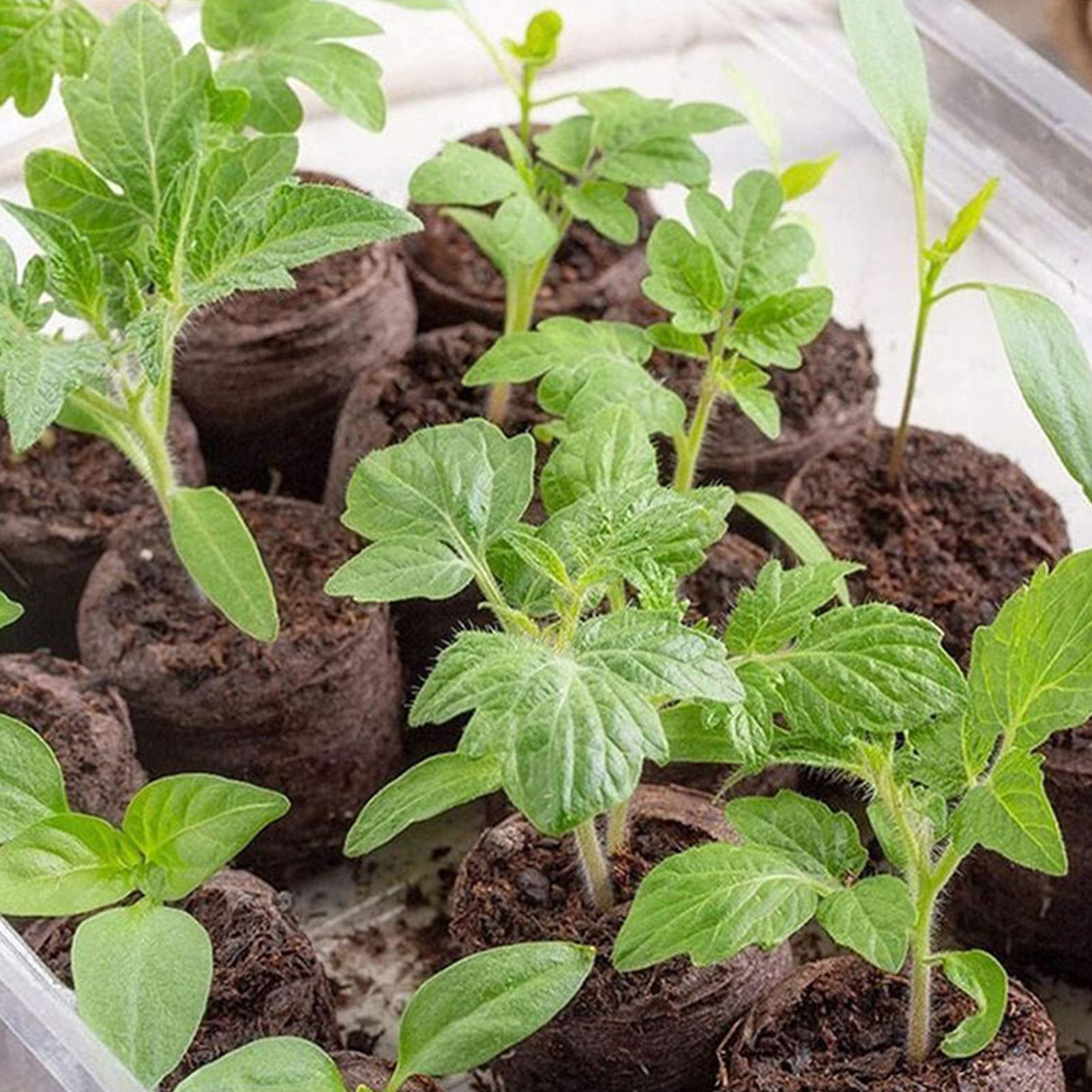 100 plateaux de mélange de ter - Peat Pellet Tray avis et prix