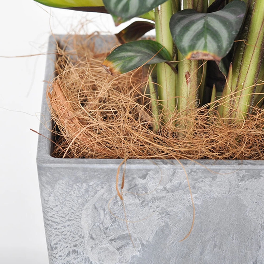 Couverture de pot de fleurs en - Sphagnum Moss Dry avis et prix