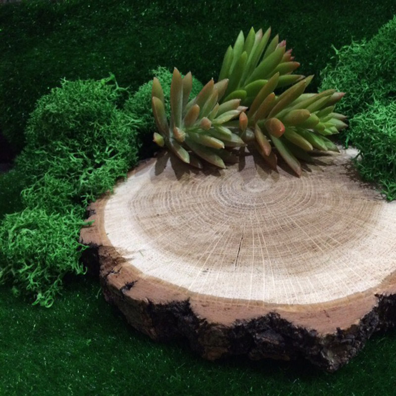 Mousse Naturelle Artificielle  - Sphagnum Moss Dry avis et prix