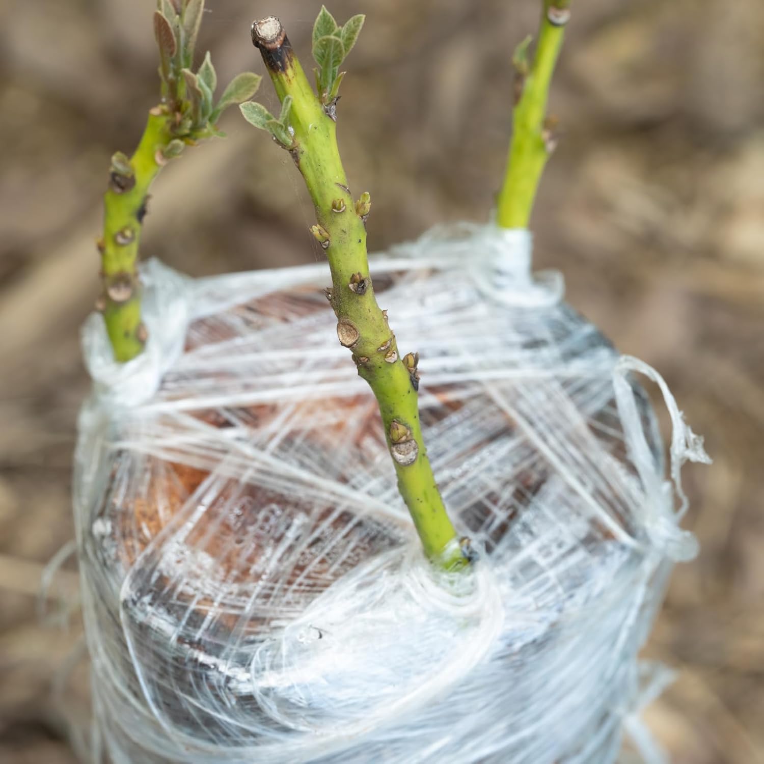 Ruban de greffage biodégradabl - Rooting Hormone Powder avis et prix